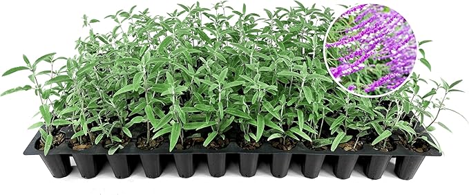 Salvia Mexican Sage Plants | 10 Live Seedlings | Salvia leucantha | Velvety Purple Flower Spikes | Drought Tolerant Landscape Perennial