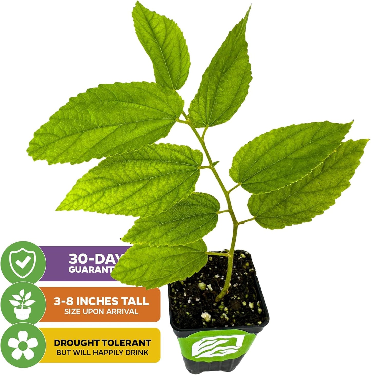 Yellow Jamaican Cherry Tree - Muntingia calabura by Wellspring Gardens - Vibrant, Hardy, Ornamental, Sustainable, Easy-Care, Sweet-Fruited, Edible-Cherry, Backyard-Beauty - Starter Plant