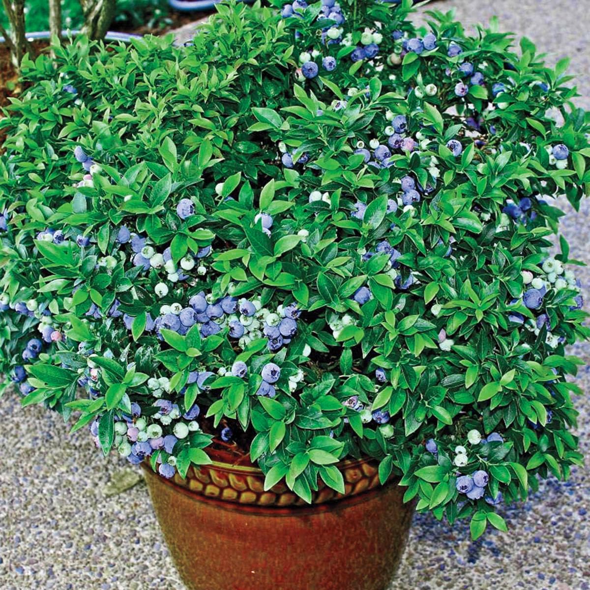 GURNEY'S - Tophat Dwarf Patio Blueberry Bush, Fruit Bearing Starter Plant, Grown in a 4 inch Pot - Due to restrictions Can't Ship to: CA, GA, MI, OR, or WA
