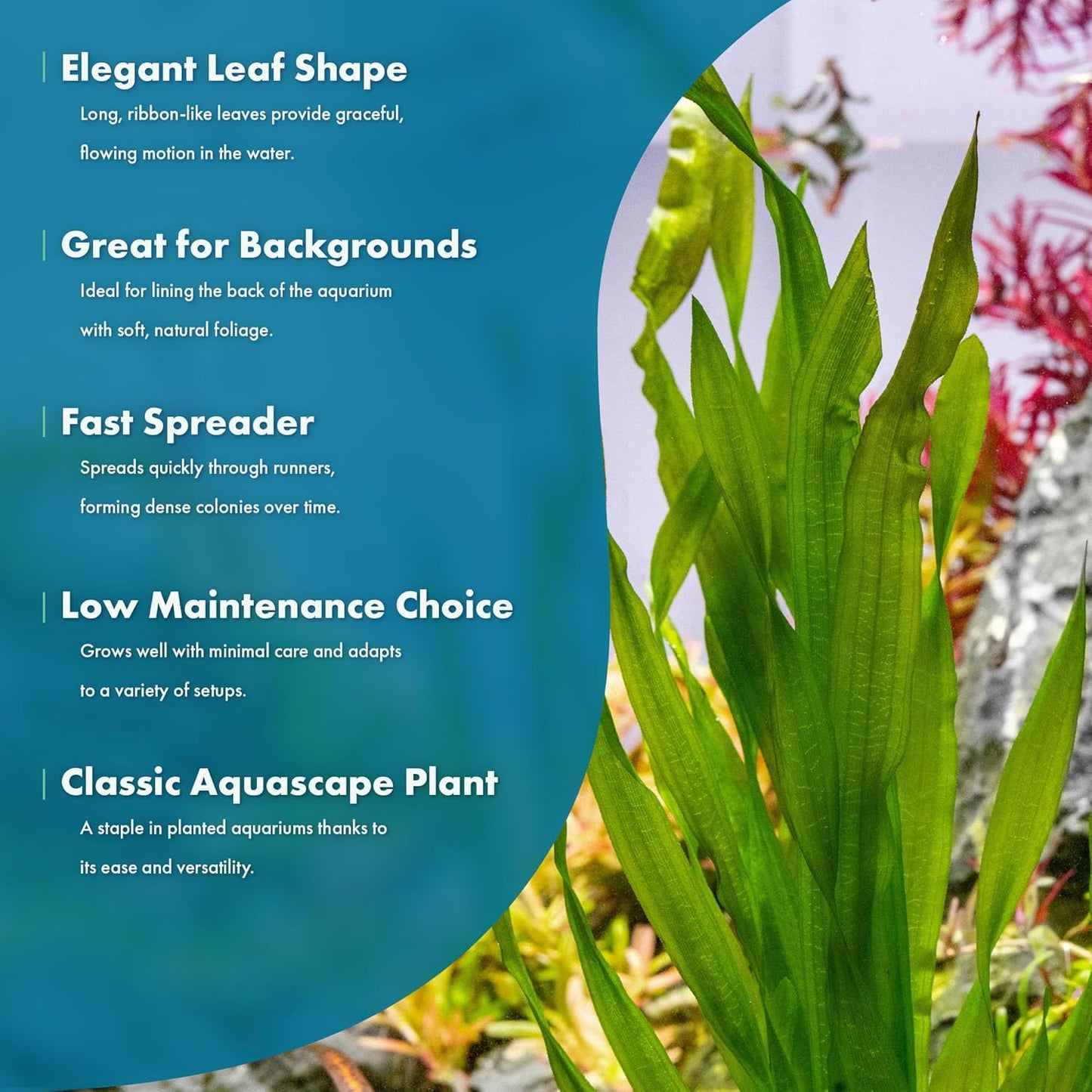 Live Plant - Tall Grass, Vallisneria Americana - Easy Care, Moderate to High Light, Bright Green Accent, Freshwater Aquatic Plant for Aquascaping - Lead Bunch