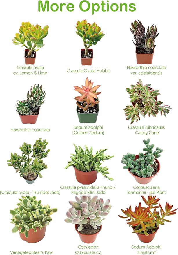 Live Succulent Plants Green Pagoda Mini Jade, Easy Care Potted Succulents, Approx 4" D x 9" H, Indoor Houseplant, Unique Gifts, Home Office Décor