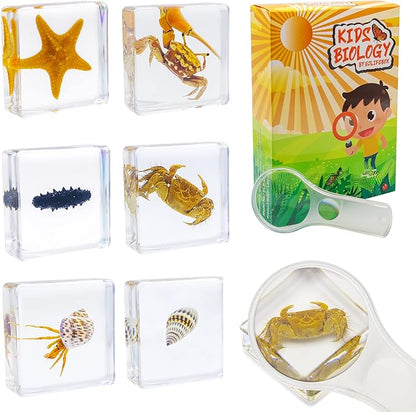 6 PCS Marine Life Specimen Set,Hermit Crab,Fiddler Crab,Starfish,Nassariidae,Sea Cucumber, Chiromantes Dehaani Resin Collection Science Toys