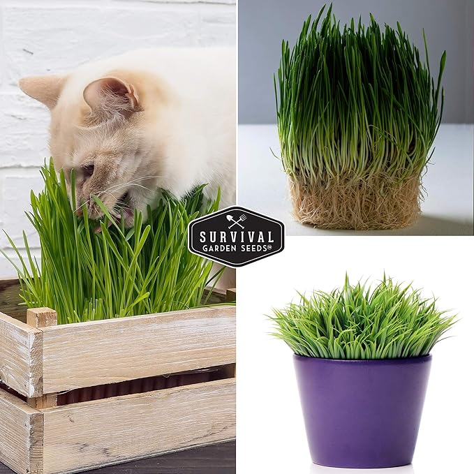 Cat Grass Seed for Planting - 5 Packets with Instructions to Plant & Grow Greens for Your Pet Indoors or Outdoors in a Container or Garden - Non-GMO Heirloom Variety - Survival Garden Seeds