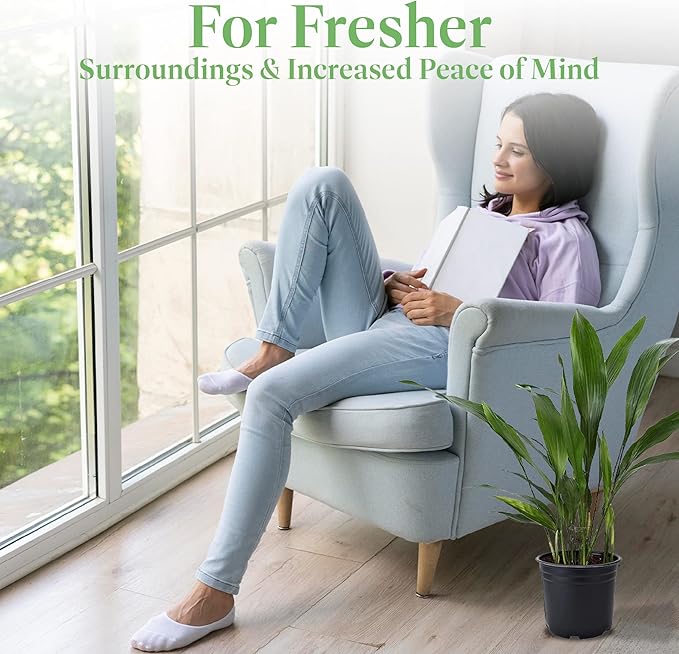 American Plant Exchange Cast Iron Plant, Easy Care Indoor Houseplant, Wide Green Foliage, Thrives on Neglect, Low-Light & Pet Safe, 6-Inch Pot, Live Home, Garden, Office, Patio Décor