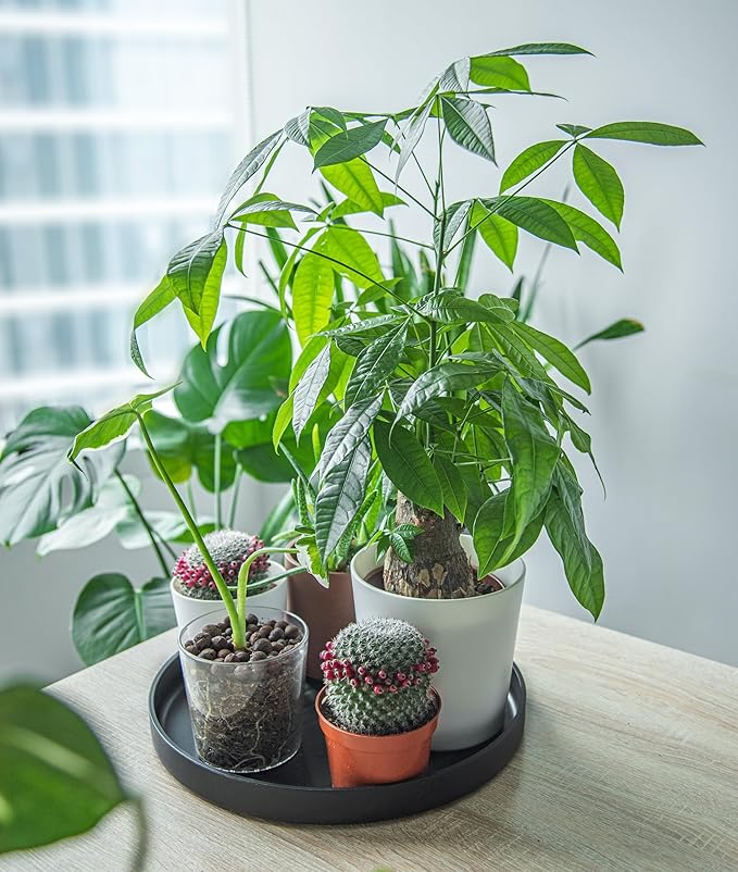 Phoenix Vine 14 Inch Plastic Plant Saucer Water Drip Tray, Heavy Sturdy Round Plant Drainage Tray for Indoors Outdoor, Set of 2, Matte Black, 21-TY-14B-2