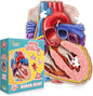 Human Heart Anatomy Floor Puzzle — Genius Games Doctor Livingston Jr Anatomy Toy - Kids Puzzles & Science Toys - Human Heart Model - 100 Piece Jigsaw Puzzles for Kids, Toddlers, Teens