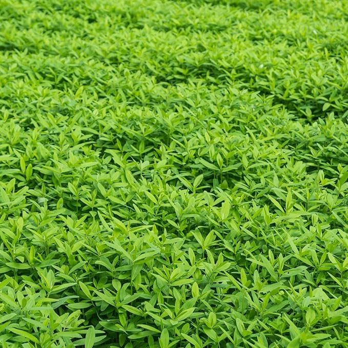 No-Till Garden Farm and Garden Cover Crop Mix Seeds - 5 Lbs - Blend of Gardening Cover Crop Seeds: Hairy Vetch, Daikon Radish, Forage Collards, Triticale, More