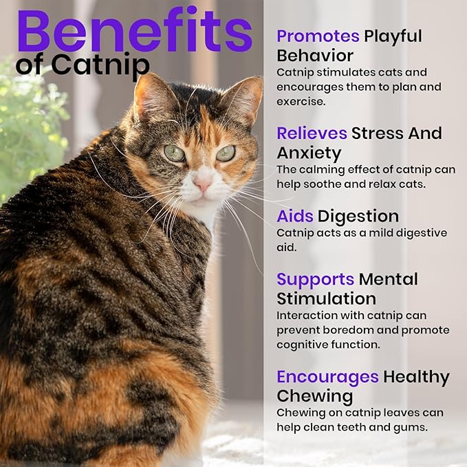 NatureZ Edge Catnip Seeds for Planting, 2.6 Grams, 4400+ Herb Seeds, Indoor or Outdoor Growing, Your Cat Will Love Them, Non-GMO