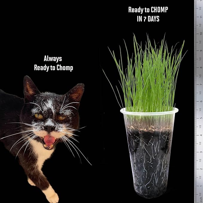 Cat Grass Seeds – Smooth Tasty Ryegrass – Grows 100 Pots of Fresh Cat Grass for Indoor Cats & Kittens – Easy & Fast – Bulk Rescuer's Pack Grows 1,250 Square inches of Edible cat Grass Vitamunch
