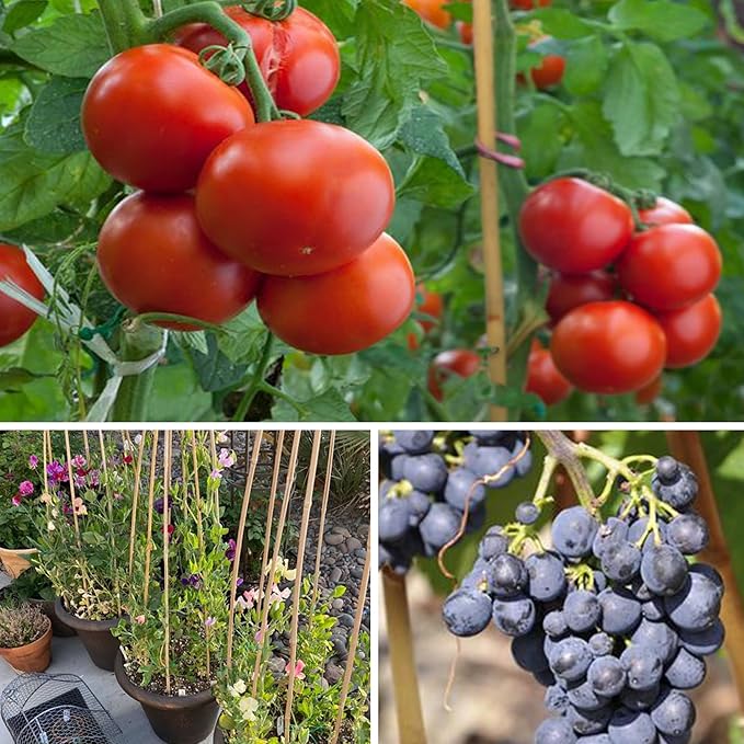 SWANGSA 55 Pack Bamboo Stakes 4 Feet, Garden Stakes for Plants Support, Tomatoes, Beans, Flowers, Climbing Plants, Indoor and Outdoor