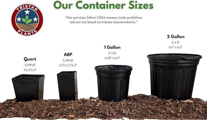 TriStar Plants - Thanksgiving Cactus - 4" inch Pot, Fasle Christmas Cactus, Easter Cactus, Holiday Plant, Winter Flowers, Christmas Plants, Winter Blooms (Lime Light)