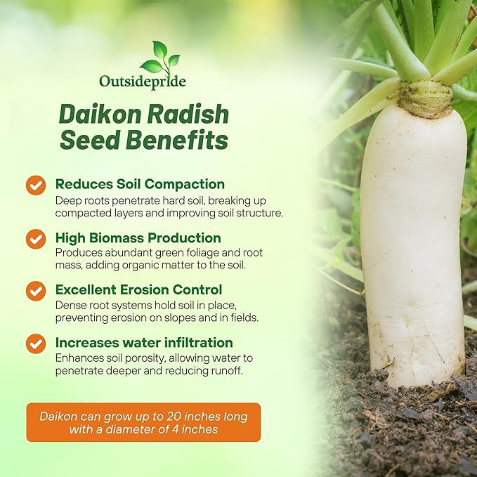 Outsidepride Annual Daikon Radish Seeds - 50 lbs. Chinese, Japanese, & Oriental Radish Seeds for Soil Health, Erosion Control, & Soil Aeration - Ideal for Gardens, Cover Crops, Pastures, & Food Plots