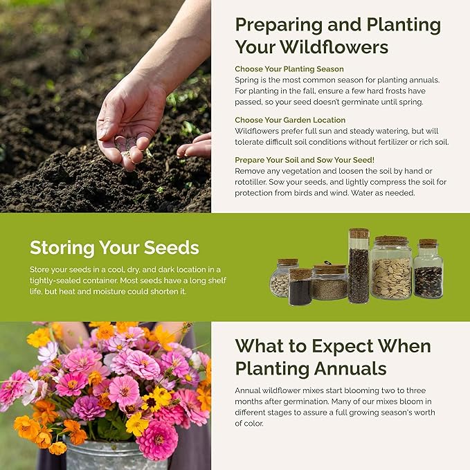 Eden Brothers Orange Sherbet Flower Mixed Seeds for Planting, 1/4 lb, 120,000+ Seeds with Cosmos Picotee, Bright Lights | Attracts Pollinators, Plant in Spring or Fall, Zones 3, 4, 5, 6, 7, 8, 9, 10