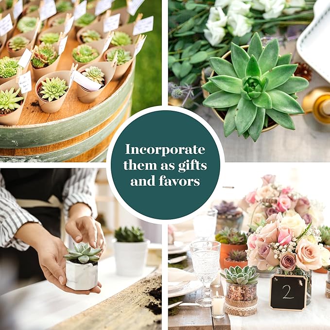 Shop Succulents Rosette Succulent Plant Pack Bulk Collection, Live Mini Succulent Plants, Low Maintenance, Floral Shaped Mix of Colors & Textures - Wedding and Party Favors, Gift & Garden, Pack of 100