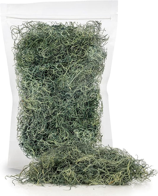 Premium Spanish Moss in Basil| Natural Preserved - Great Ground Cover - Filler for Potted Plants - by GARDENERA - 3 Quart Bag