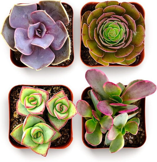 Shop Succulents Colorful Succulent Plant Pack 2" Grow Pot Pack of 4