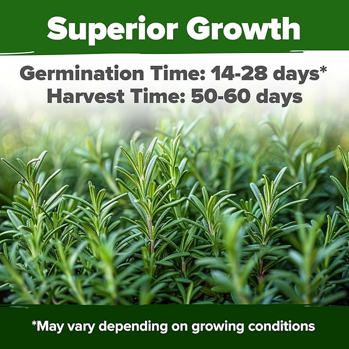 HOME GROWN 𝗨𝗦𝗔 𝗣𝗥𝗘𝗠𝗜𝗨𝗠 Rosemary Seeds Pack - 150 High Germinating 𝗡𝗢𝗡-𝗚𝗠𝗢 Heirloom Herb Seeds for Planting in Indoor or Outdoor Herb Gardens (Salvia rosmarinus)