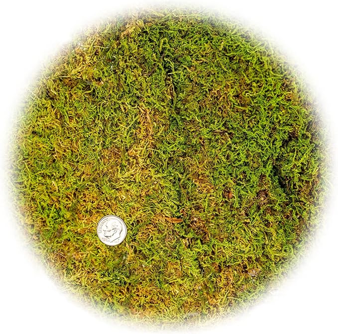 Preserved Sheet Moss in Natural Green | Decorative Real Natural Green DIY Kit Terrariums Gardenning Art Wall Decor Florist Decor Easter Table Decor Wedding - 2 Quart