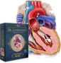Dr. Livingston's Human Heart Anatomy Puzzle - A Medically Accurate Jigsaw Puzzle of the Heart Section - Educational Organ Puzzle for Teens & Adults - Unique Science Gift for Doctors, Nurses & Teachers
