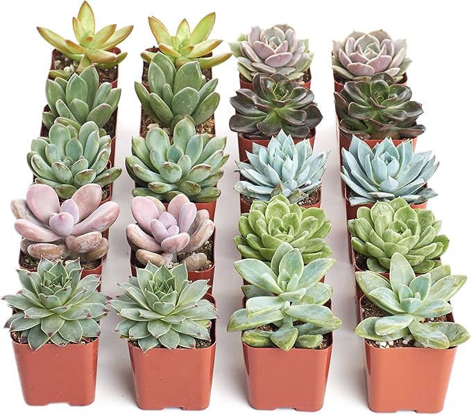 Shop Succulents Rosette Succulent Plant Pack Bulk Collection - Live Mini Succulent Plants, Low Maintenance, Floral Shaped Mix of Colors & Textures - Wedding and Party Favors, Gift & Garden, Pack of 20