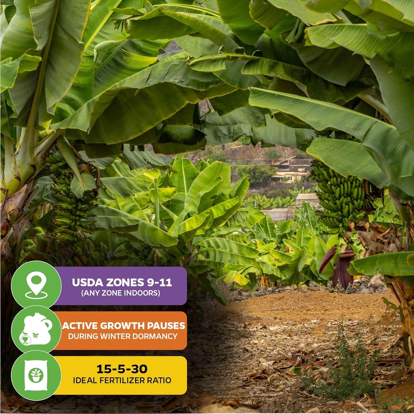 Double Mahoi Banana Plant – Musa ‘Double Mahoi’ by Wellspring Gardens – Live Dwarf Banana Tree – Grows Two Racks of Fruit – Edible & Ornamental – Great for Patio or Indoor Growing (2-Pack)