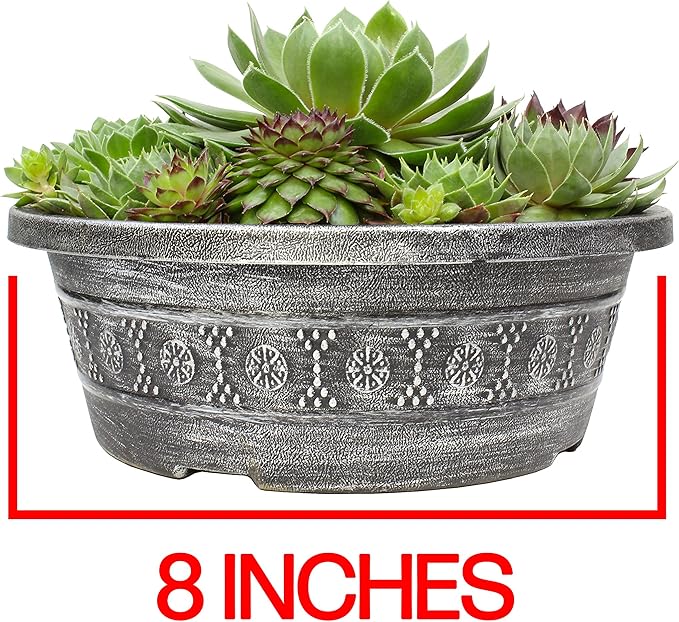 Live Sempervivum Planter Bowl, Sempervivum Succulents Plants, Hens and Chicks Succulent Plants, Sempervivum Plants Succulent Planter, Mini Succulents Plants Hens and Chicks Planter by Plants for Pets