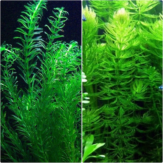 Anacharis and Hornwort Bundle for Ponds and Aquariums