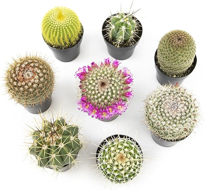 Altman Plants, Assorted Cactus Plants Live Cactus Decor (8PK), Cactus Plant Live Succulents Plants Live in Cactus Soil Potting Mix, Live Cacti Plants Live Succulent Plants Live Plants in Cactus Pot