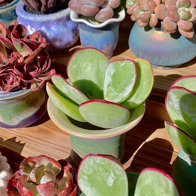 FWPP Live Succulents Plants Echeveria 'White Eyebrow' 3.5 inches,Rare Green Succulents Bare Root Without Pot Soil, Live Plants Indoor Office Decoration Wedding and Gift