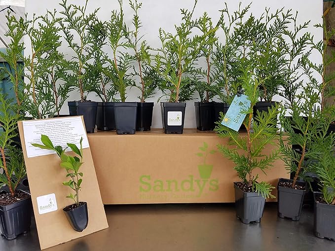 Thuja Green Giant Arborvitae Lot of 75, 3 Inch Pot