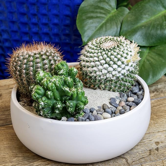 Altman Plants, Assorted Cactus Plants Live Plants (3PK), Cactus Plant Live Succulents Plants Live Cactus Decor, Indoor Plants Live House Plants in Cactus Soil, Live Cacti Plants Live Succulent Plants