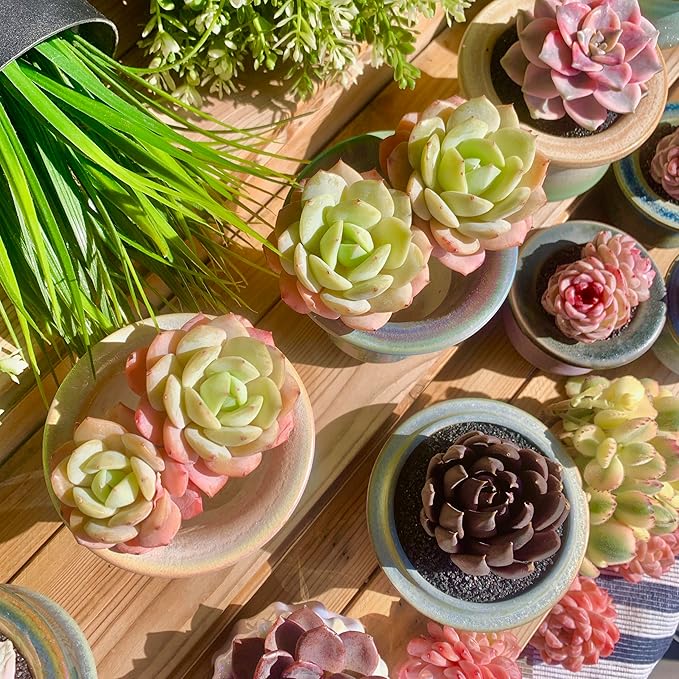 FWPP Live Succulents Plants Echeveria Love Song 2 Heads 3 inches,Rare Succulents Bare Root Without Pot Soil, Live Plants Indoor Office Decoration Wedding and Gift