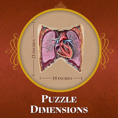 Human Thorax Anatomy Puzzle - Adult Jigsaw Puzzles Unique Gifts for Kids, Nurses, Doctors, Medical Students, Educational Science - 411 Piece Teen Floor Puzzle - Genius Games Dr. Livingston Body Model