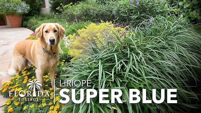 Liriope Super Blue | 3 Live Plants | Liriope muscari 'Super Blue' | Ornamental Ground Cover Plants | Shade-Tolerant Landscaping Perennial