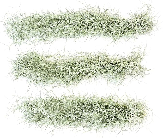 6 Pack Thick Colombian Spanish Moss Live Strands with Wire Hook - Tillandsia Usneiodes - Live Tillandsia Succulent House Plants - Home and Garden Decor - Easy Care Indoor and Outdoor Plants