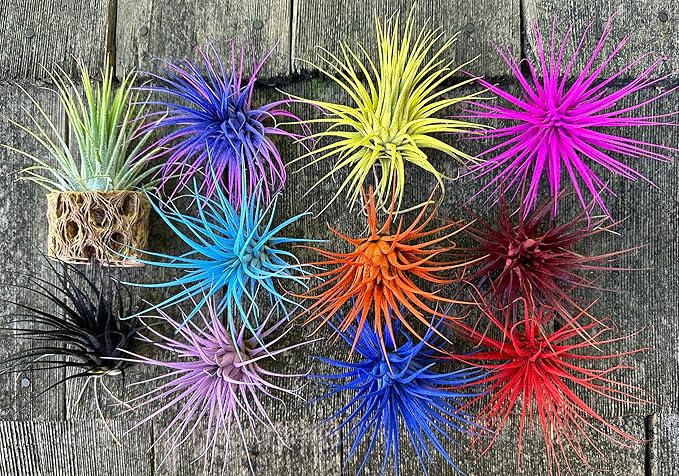 Live Extra Large Tillandsia Ionantha Guatemala Colorful Air Plant 3+ inch Enhanced Color Easy Care Indoor Outdoor Home Decor Gift Airplant by Awesome Industries (Sunset XL)