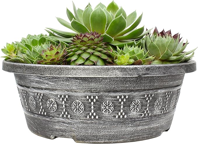 Live Sempervivum Planter Bowl, Sempervivum Succulents Plants, Hens and Chicks Succulent Plants, Sempervivum Plants Succulent Planter, Mini Succulents Plants Hens and Chicks Planter by Plants for Pets