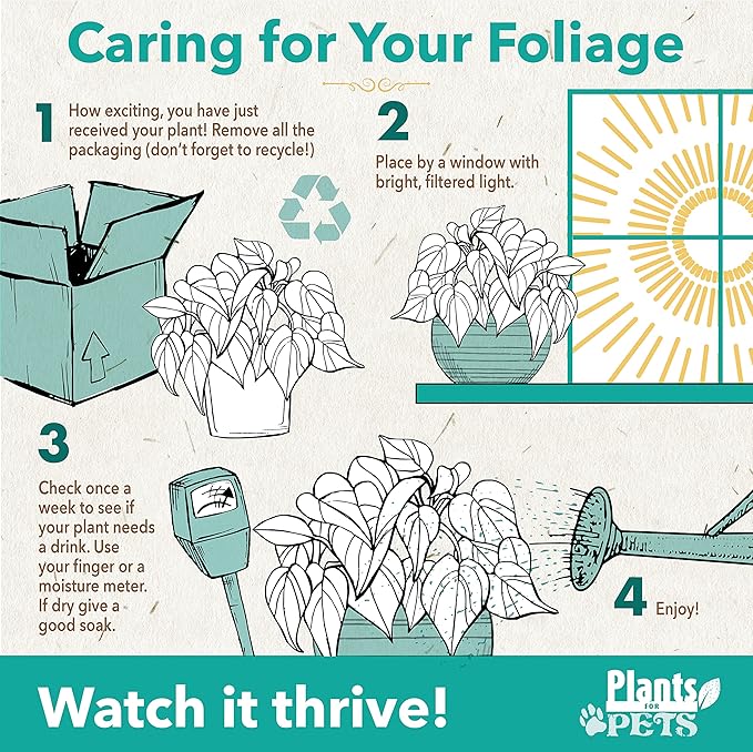 Chinese Evergreen Live Plant Assortment 4PK, Aglaonema Live Plant 4 Inch Plant Pots, Office Plants, Live House Plants Indoors, Live Plants Indoor Plants Live Houseplants Live Indoor by Plants for Pets