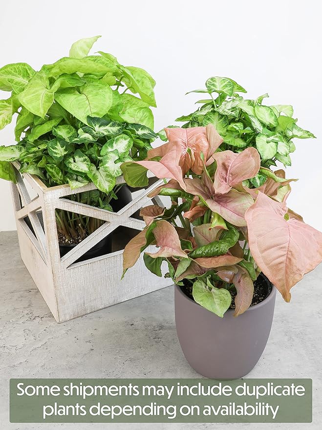 Arrowhead Plant Kit (4 Pack),4 Inch Pots for Plants,Syngonium Plant Live,Plant Gifts for Plant Lovers,Vine Plants Indoor Live,Rooted Live Plants Indoor Plants Live Houseplants by Plants for Pets,Black