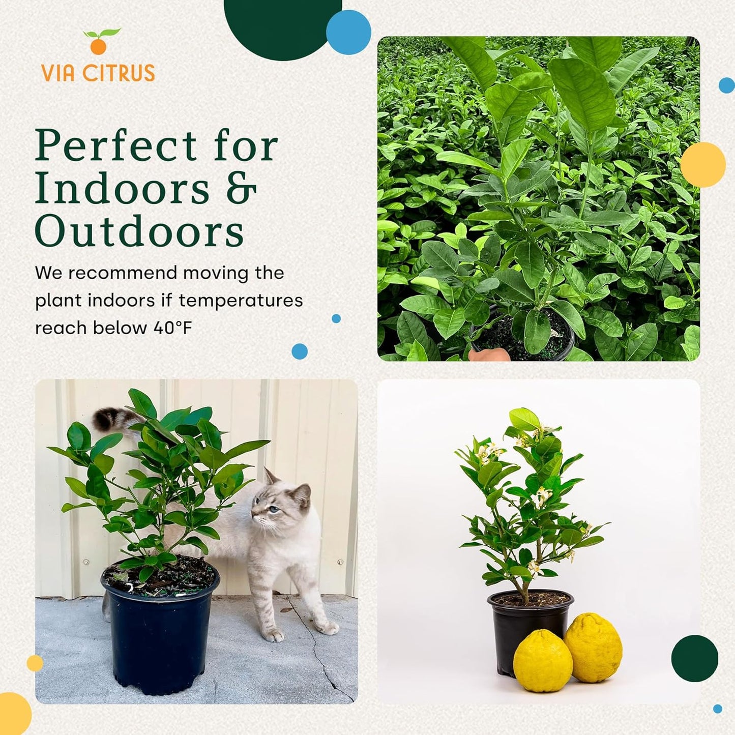 Ponderosa Lemon Patio Fruit Trees Live Plants 12-22" Tall - Dwarf Fruit Trees Live Plants Outdoor, Small Lemon Tree Cannot Ship: CA,AZ,TX,LA - Real Indoor Tree, Citrus Pot for Planting by Via Citrus