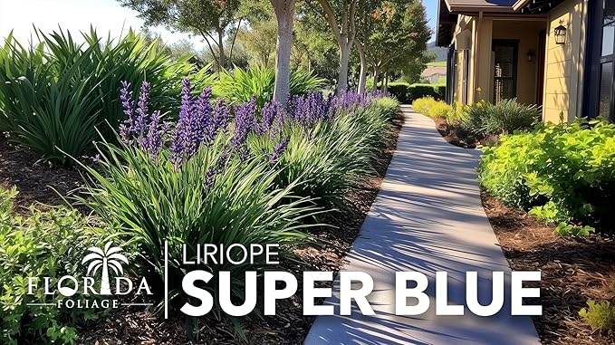 Liriope Super Blue | 1 Live 4 Inch Plant | Liriope muscari 'Super Blue' | Ornamental Ground Cover Plants | Shade-Tolerant Landscaping Perennial