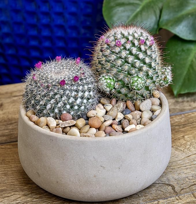 Altman Plants, Assorted Cactus Plants Live Plants (3PK), Cactus Plant Live Succulents Plants Live Cactus Decor, Indoor Plants Live House Plants in Cactus Soil, Live Cacti Plants Live Succulent Plants