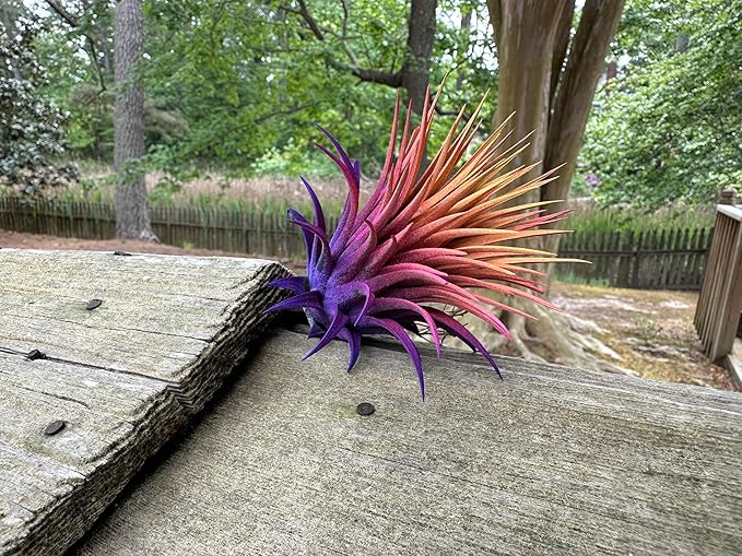 Dyed Tillandsia Ionantha Guatemala Enhanced Colored Colorful Air Plant Live Easy Care Indoor Outdoor Home Decor Gift Airplant by Awesome Industries Live Arrival Guaranteed (Sunset)