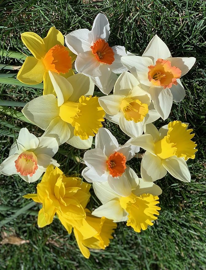 Mixed Large Cup Daffodils- 50 Perennial Daffodil Bulbs - Assorted Colors Narcissus