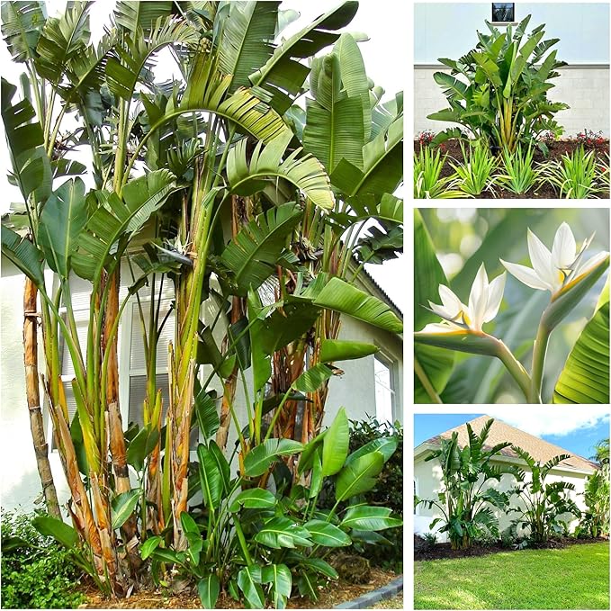 Bird of Paradise - White - Strelitzia Nicholai. (4 White BoP in Cup)