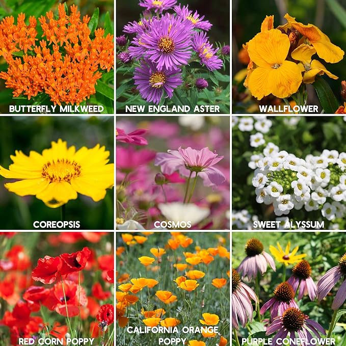 Wildflower Seeds Bulk, 2 Oz. 80,000+ Seeds – Save The Bees Mix with 19 Non-GMO Varieties – Bee Friendly & Pollinator Wildflower Seed for Planting