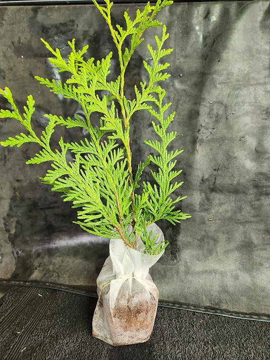 Thuja Green Giant Arborvitae Lot of 30 Each in a Protective Pouch 12-15 inches Tall