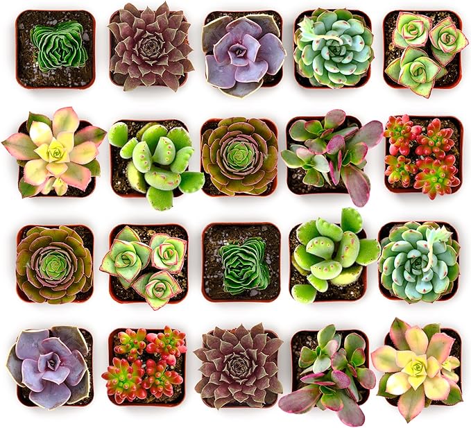 Shop Succulents Colorful Succulent Plant Pack 2" Grow Pot Pack of 32