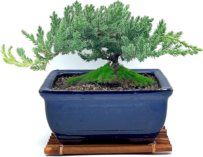 Live Dwarf Juniper Bonsai Tree 7 Year Old with Hand-Made Bamboo Stand | Juniper or Jade Bonsai Tree | Indoor/Outdoor | 100% Handcrafted| Home and Office Décor | Best Gift for Holiday