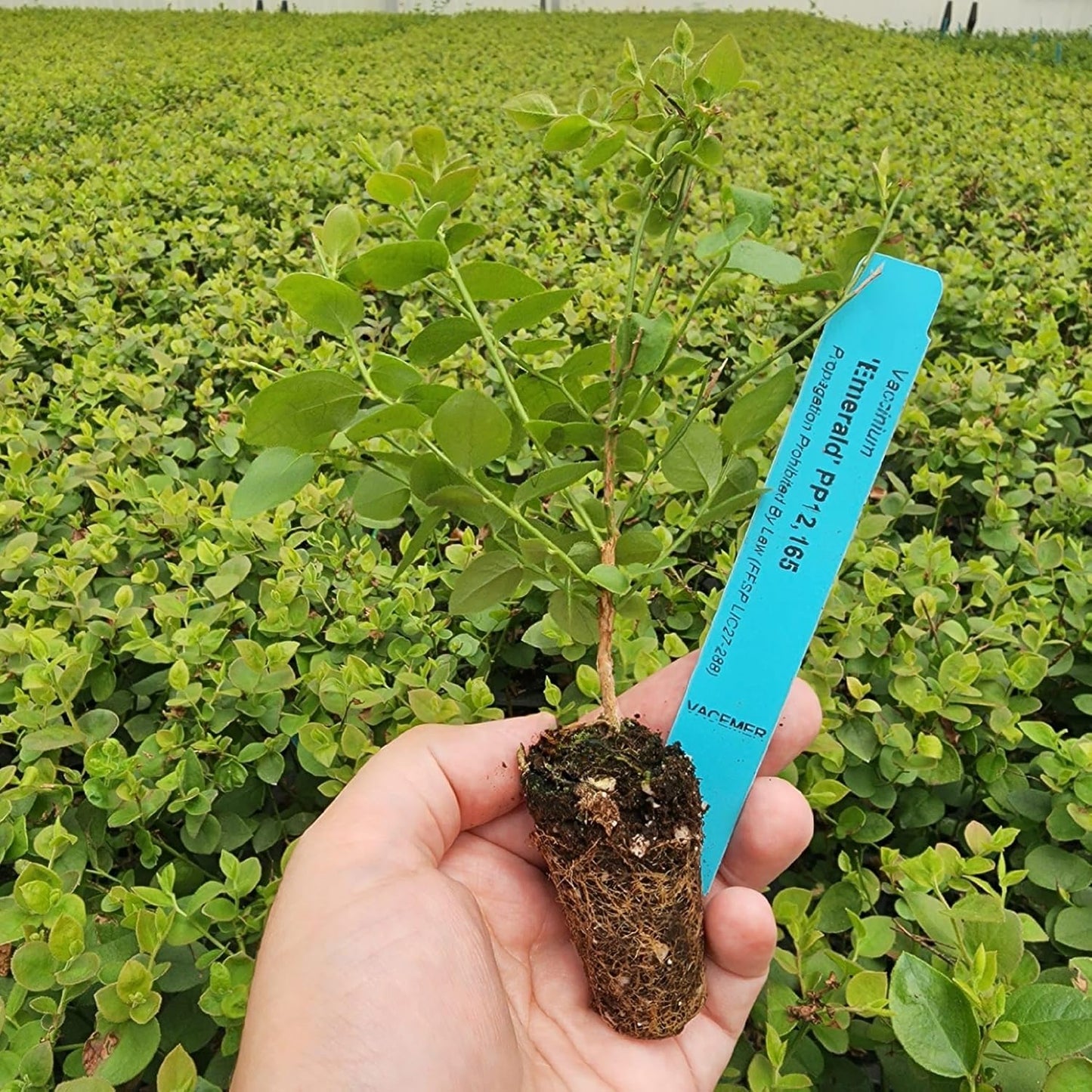 Pink Lemonade Blueberry (Emerald)